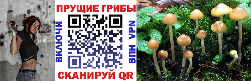 Галлюциногенные грибы прущие грибы  ссылка на мегу ONION  Гороховец 